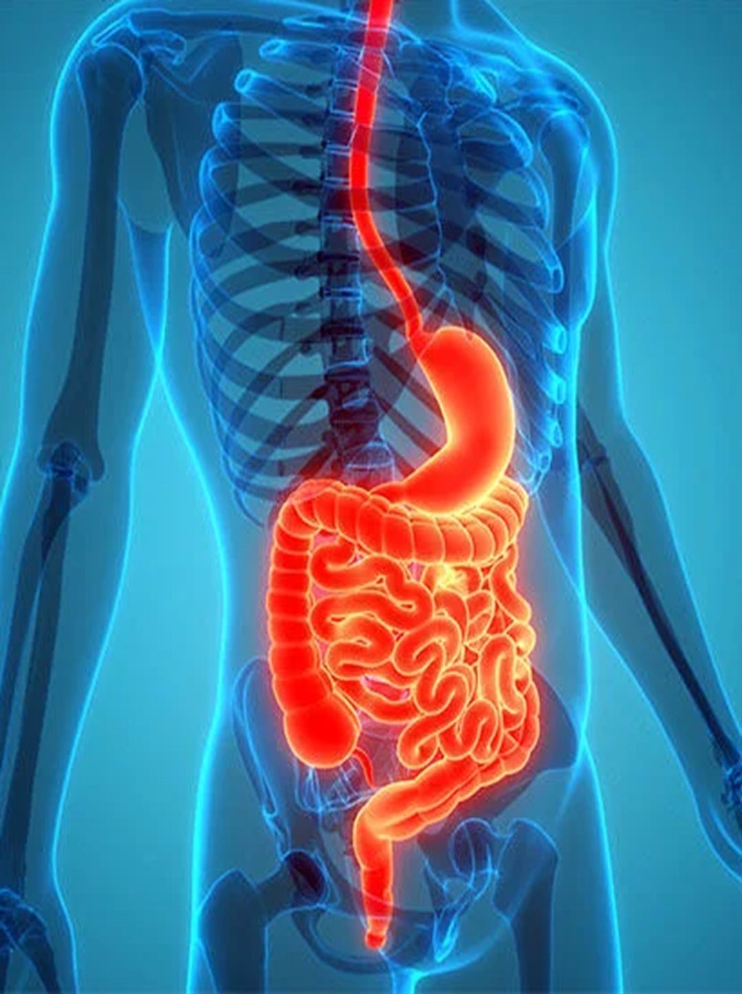 Digestive & Gut Health